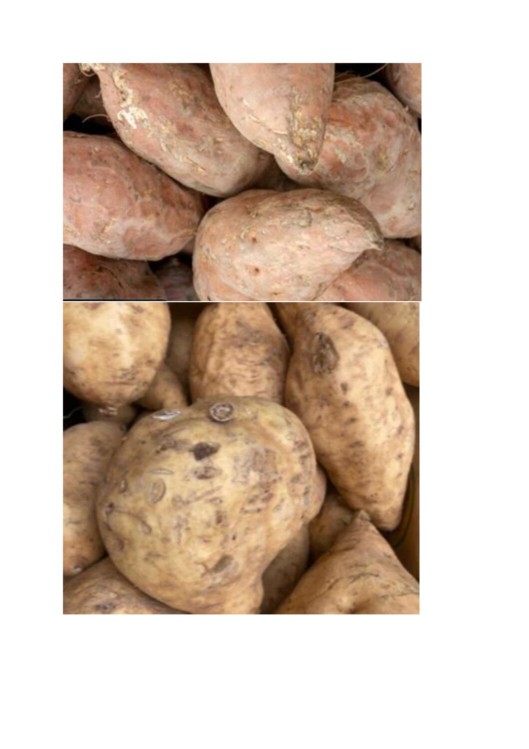 GNAWE Marcelline